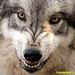 Volk