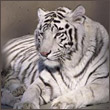 sherhan19